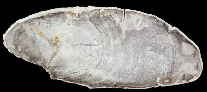 Petrified Wood (Araucaria) Slice - Madagascar #41402